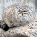 манул