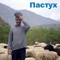 чабан
