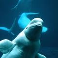 белуга