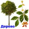 бук