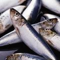 килька