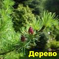 лиственница