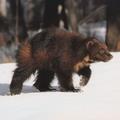 росомаха