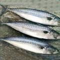 скумбрия